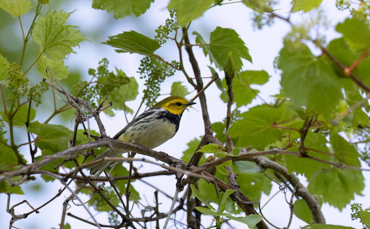 Black-throated Green Warbler - Cristina Avila