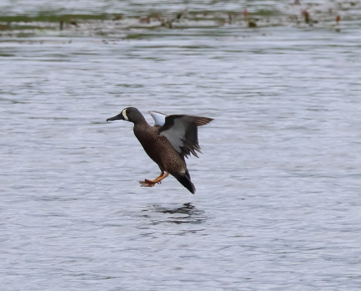 Blue-winged Teal - Jody  Wells