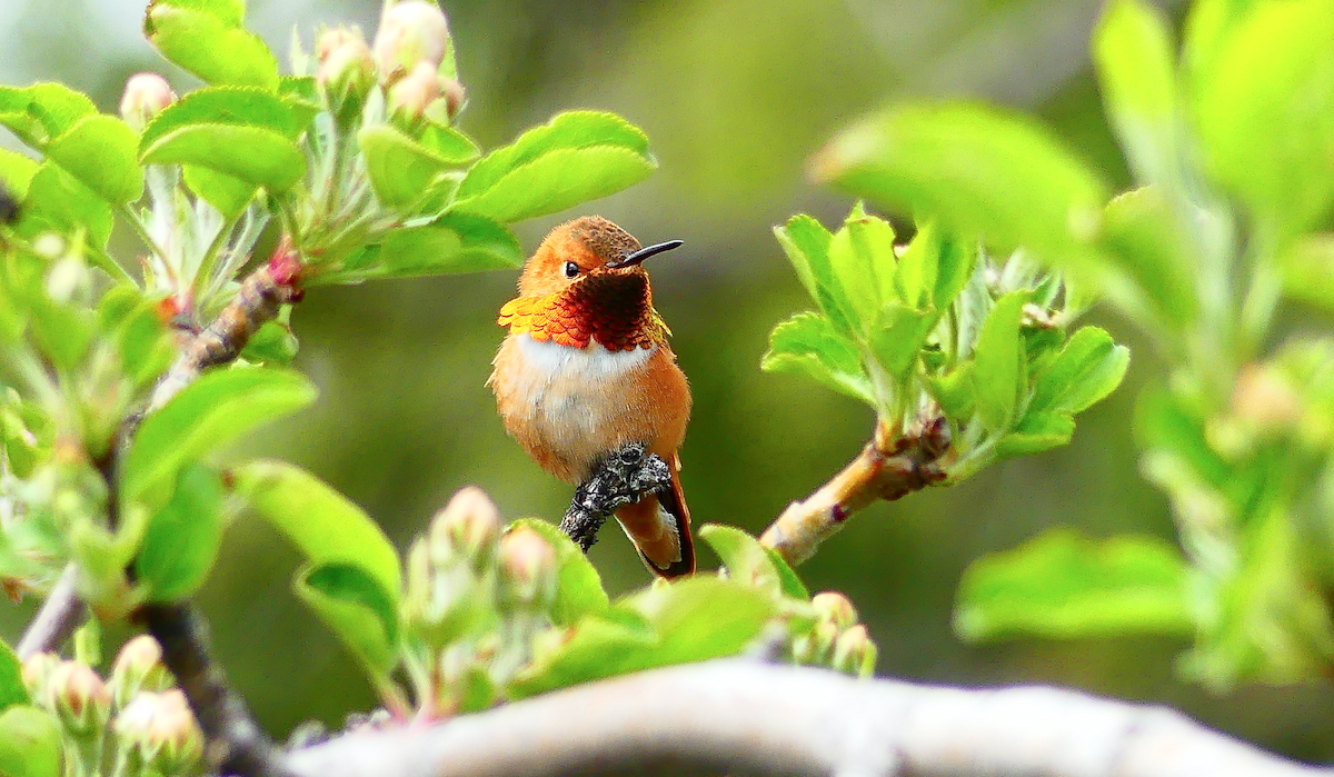 Rufous Hummingbird - N Jones