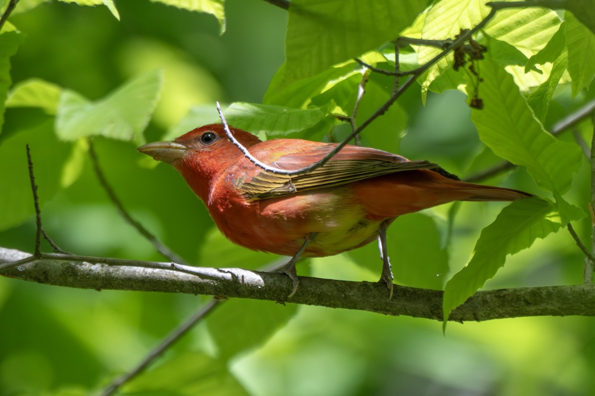 Summer Tanager - ML619659664