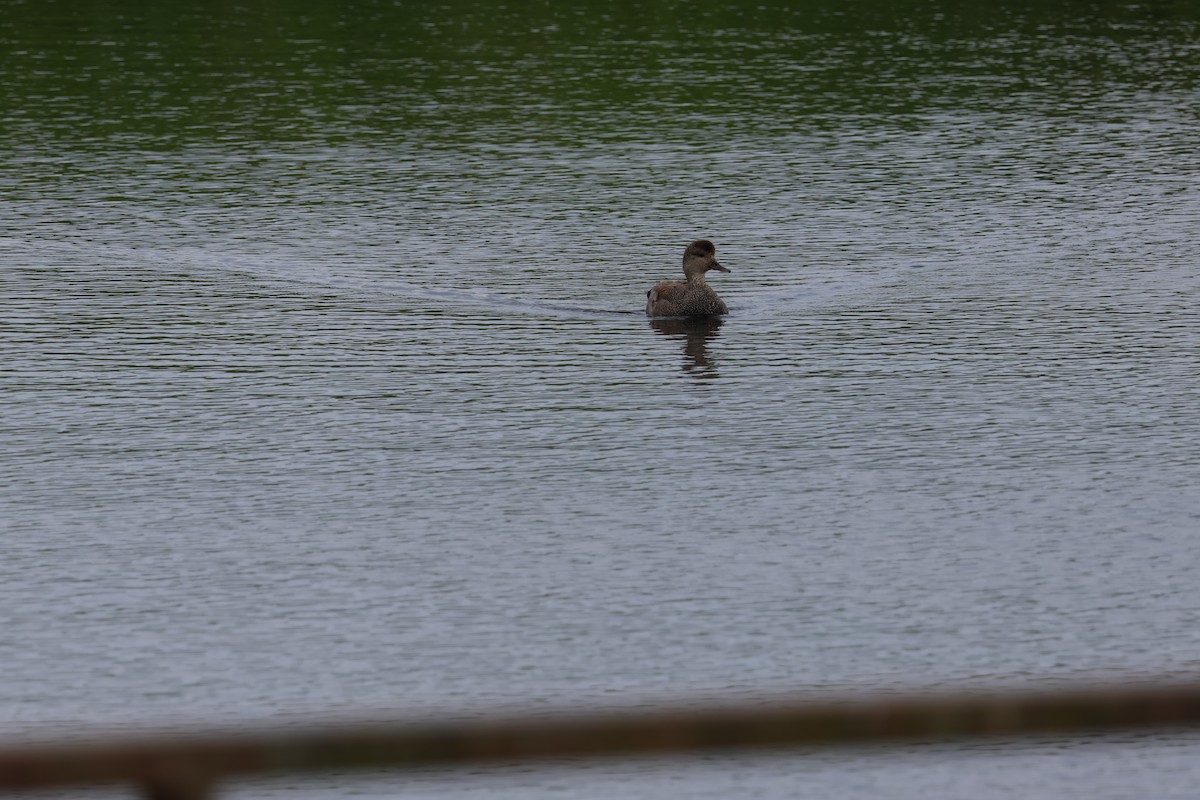 Gadwall - Jody  Wells