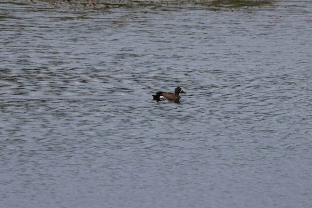 Blue-winged Teal - Jody  Wells