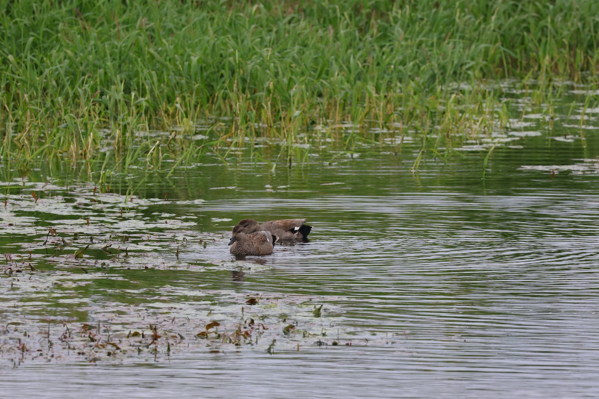 Gadwall - Jody  Wells