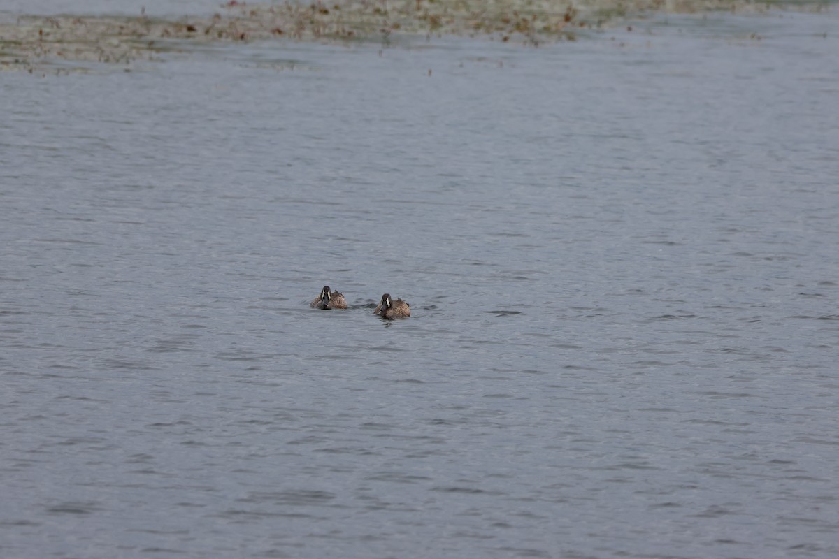 Blue-winged Teal - Jody  Wells