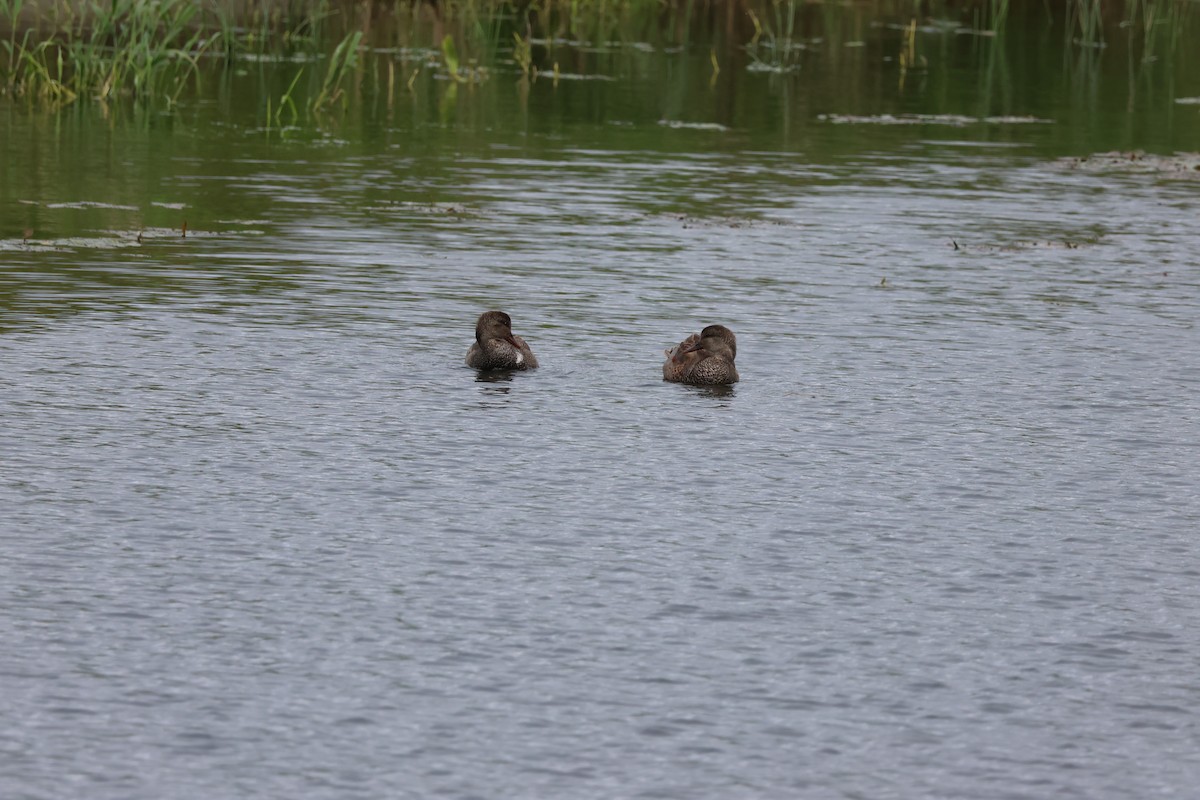 Gadwall - Jody  Wells