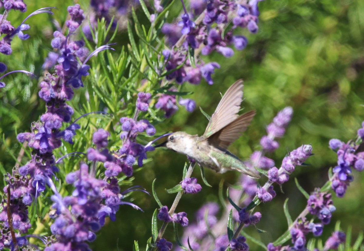 Anna's Hummingbird - Rachel Street