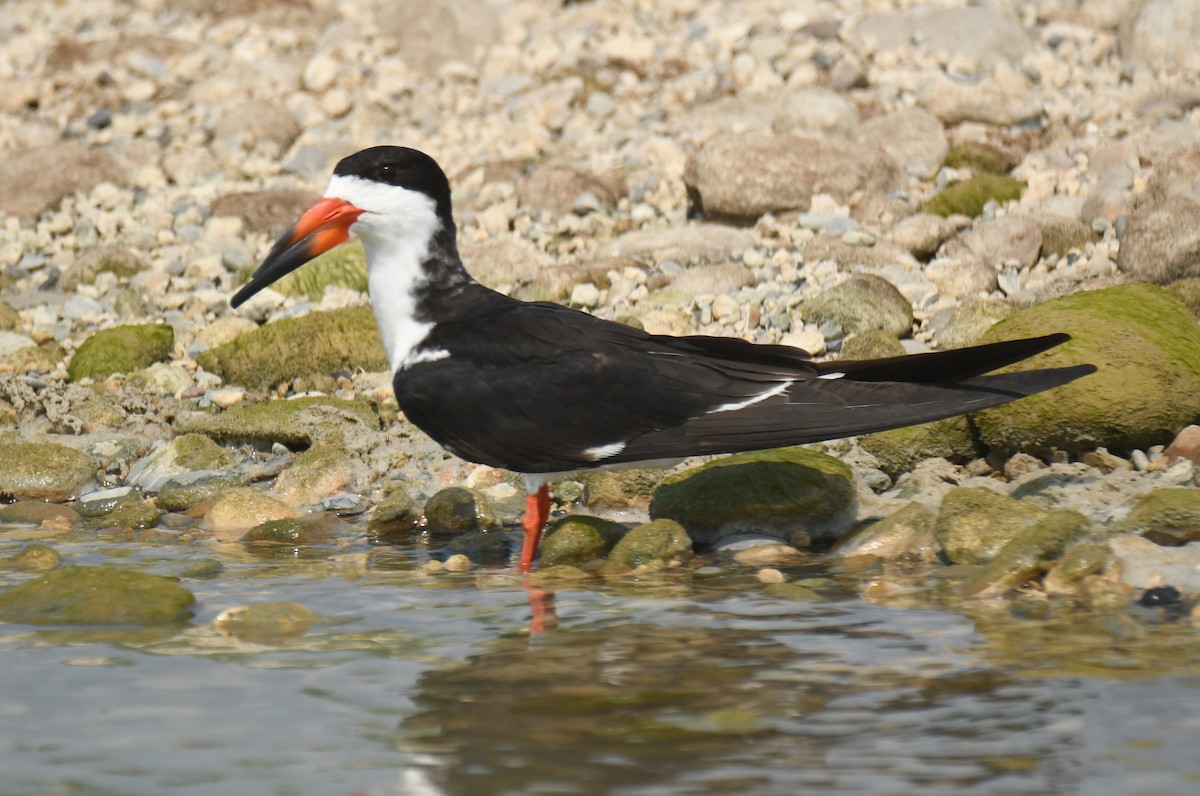 Black Skimmer - Leonardo Guzmán (Kingfisher Birdwatching Nuevo León)