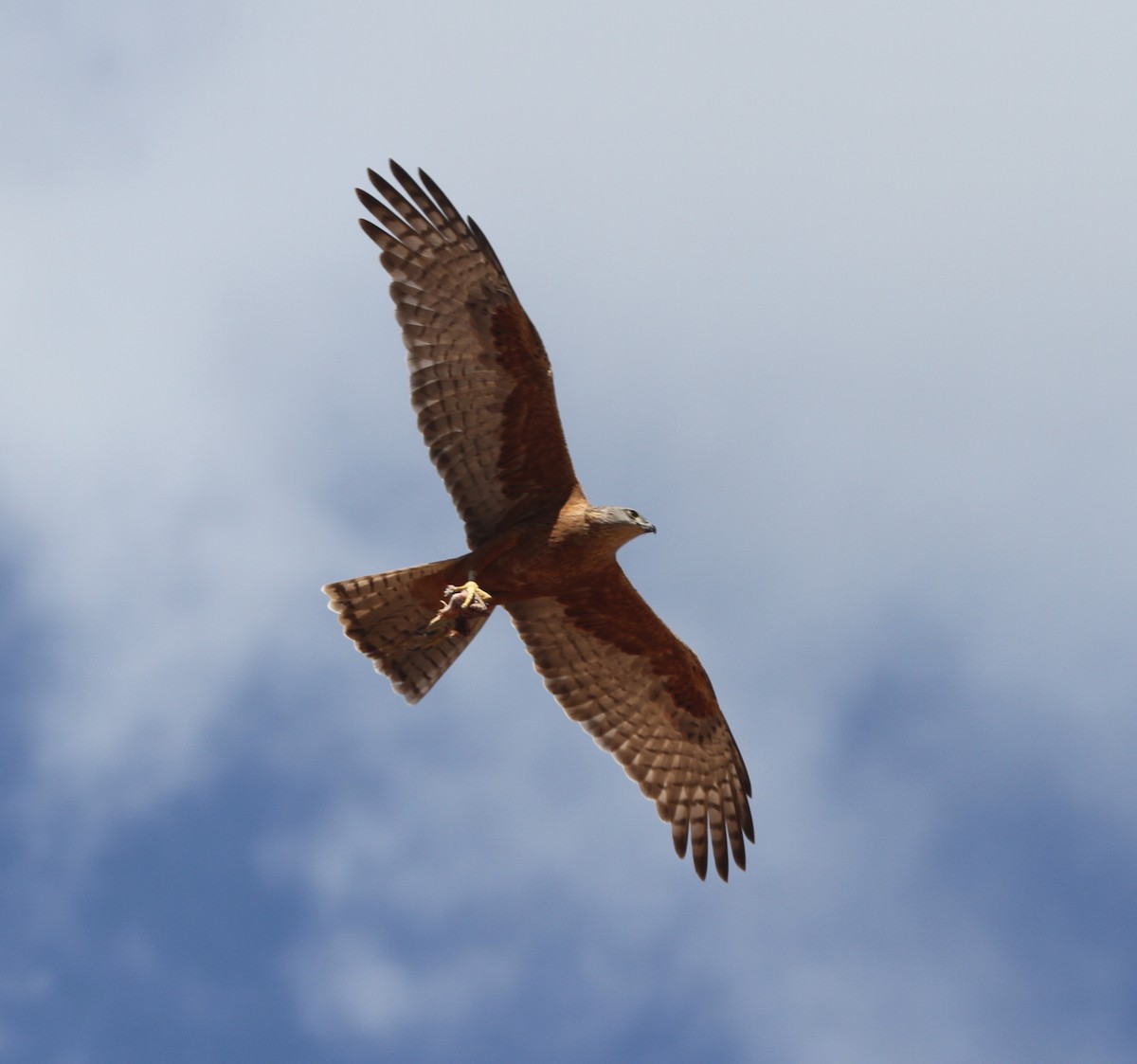 ML61965971 - Red Goshawk - Macaulay Library