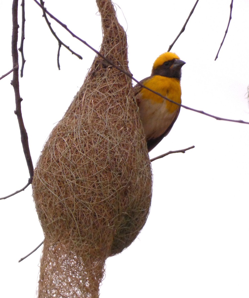 Baya Weaver - Santharam V