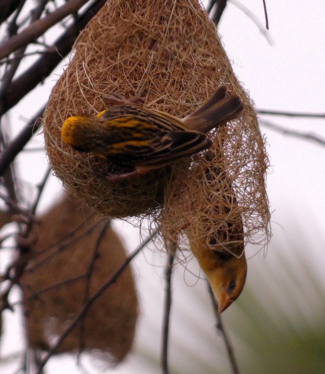 Baya Weaver - Santharam V