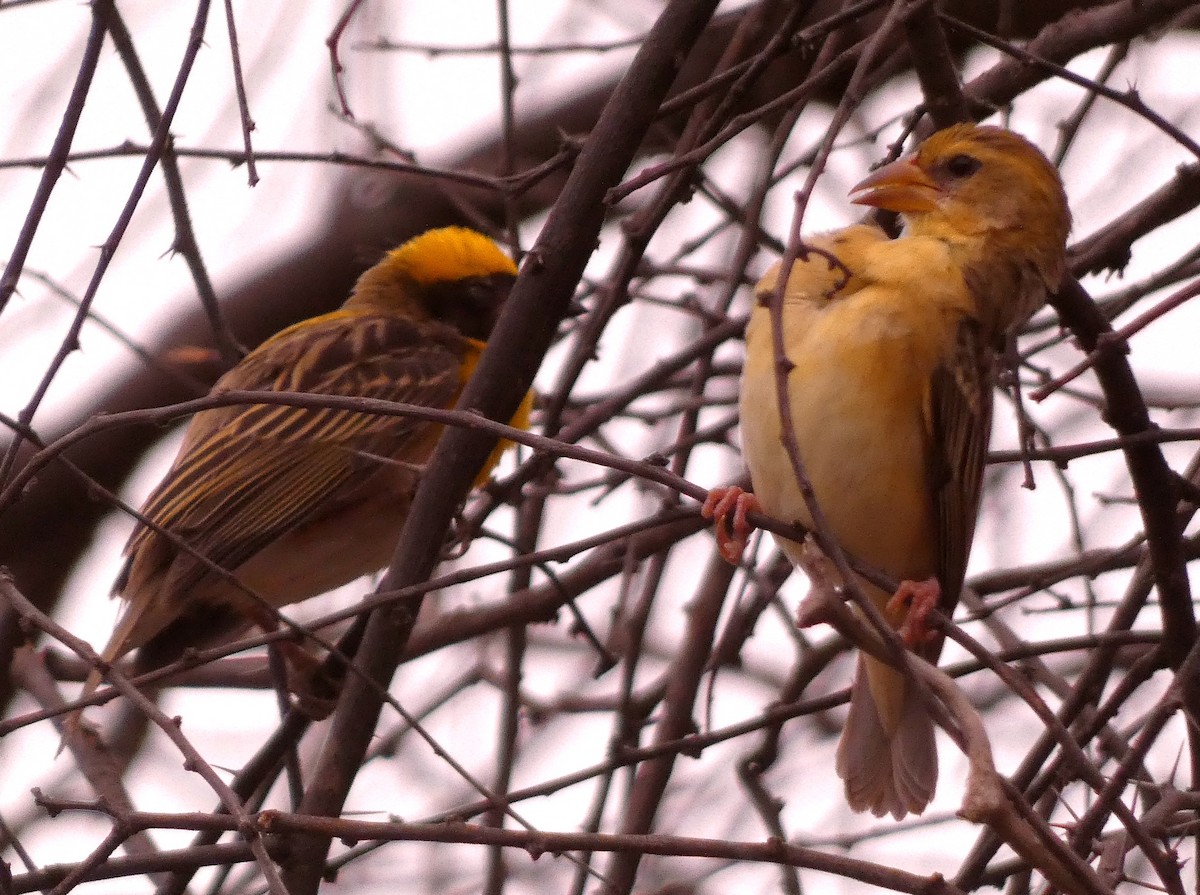 Baya Weaver - Santharam V