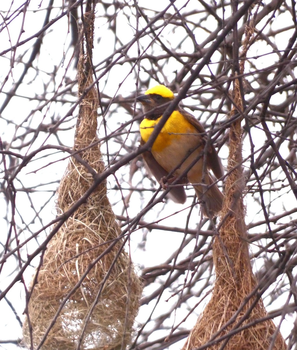 Baya Weaver - Santharam V