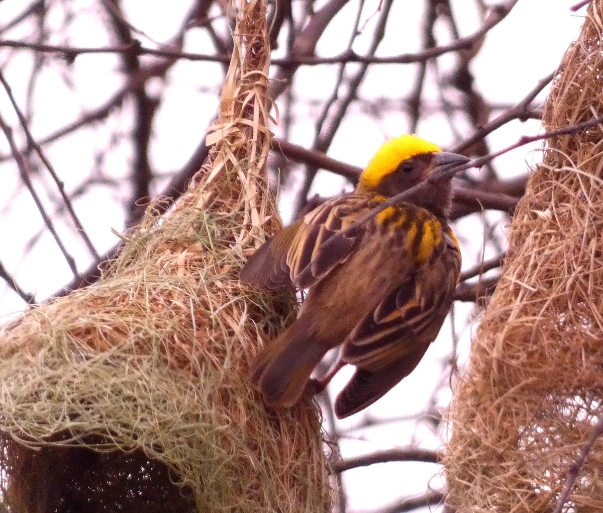 Baya Weaver - Santharam V