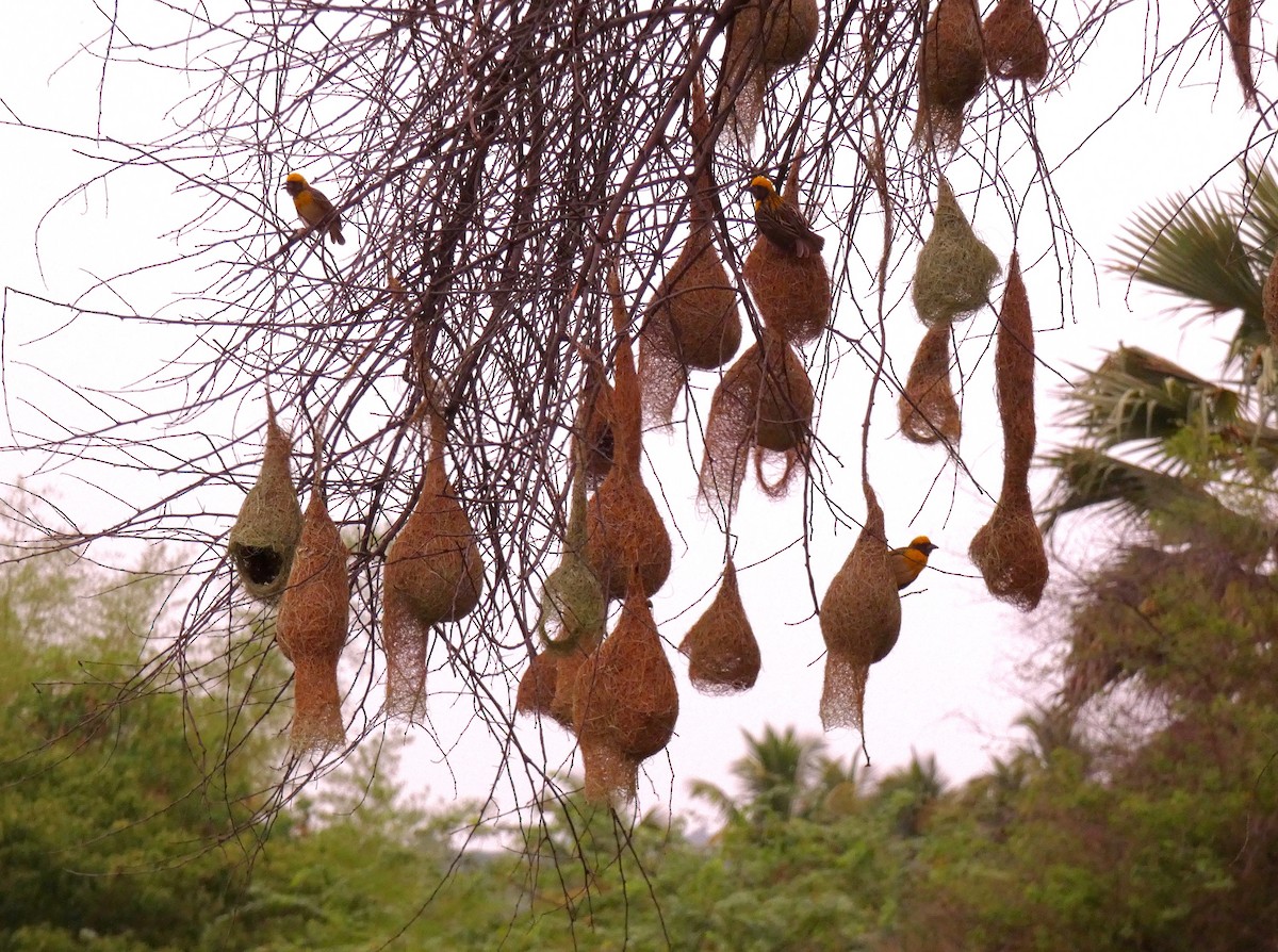 Baya Weaver - Santharam V