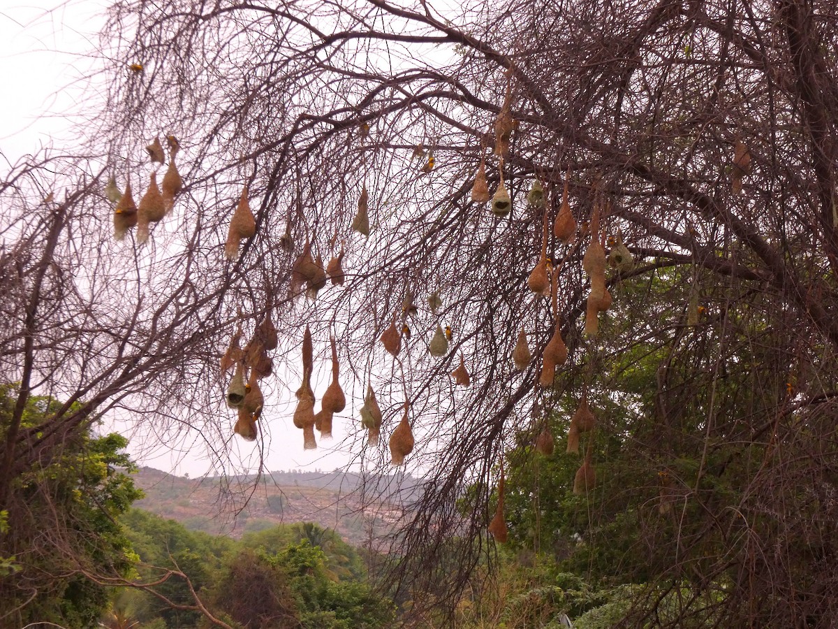 Baya Weaver - Santharam V