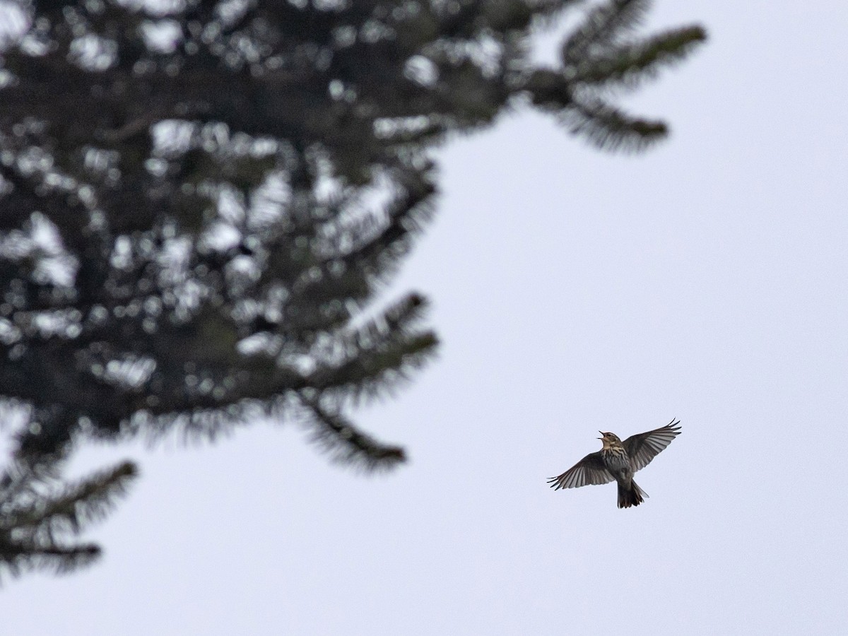 Olive-backed Pipit - Zsombor Károlyi