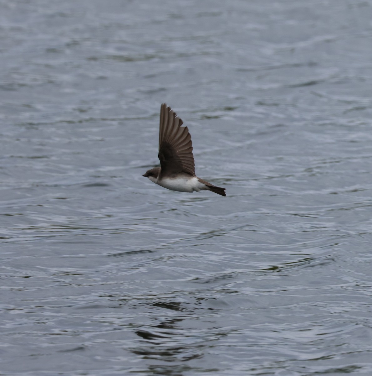 Tree Swallow - ML619659725