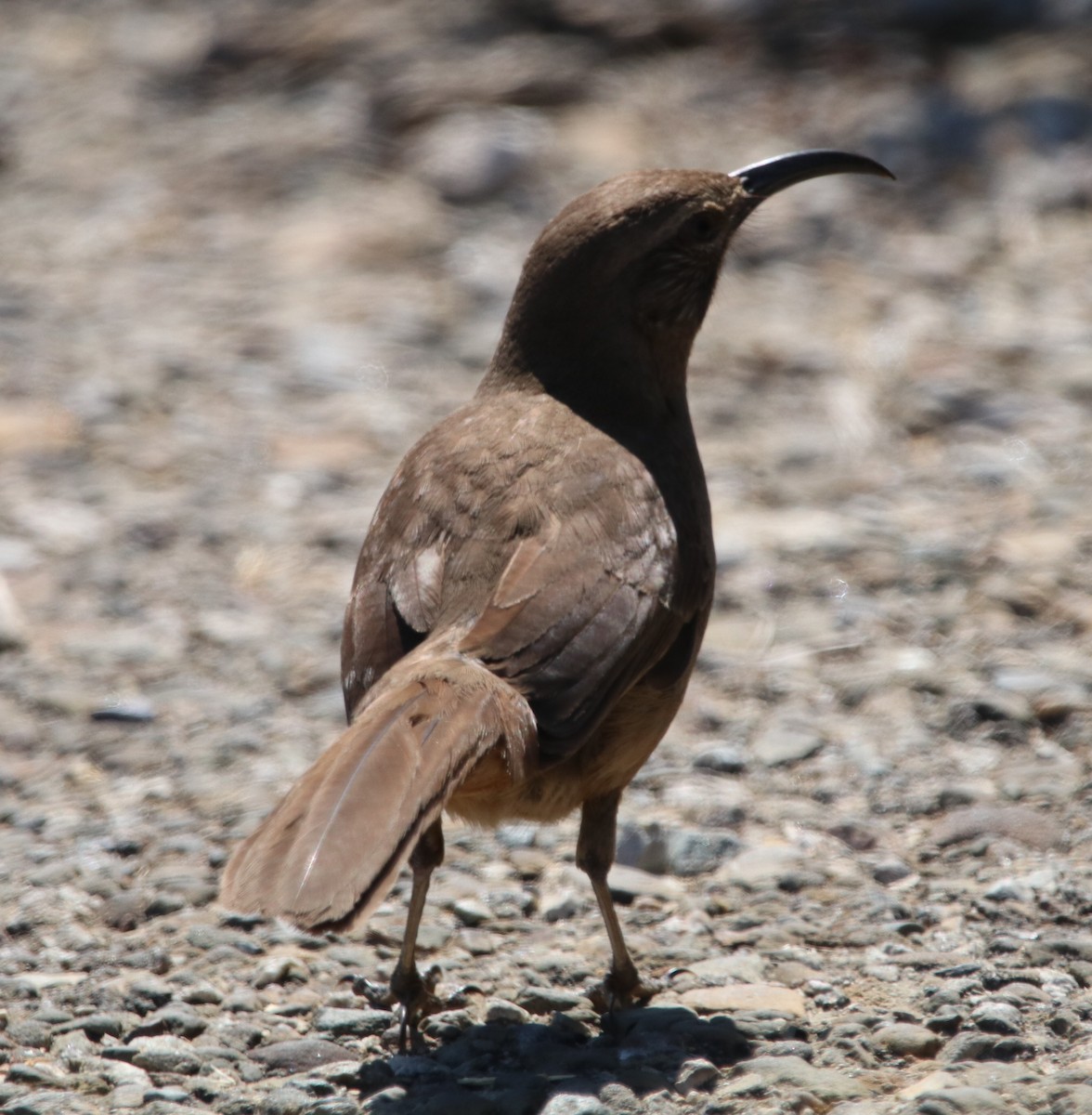 California Thrasher - Rachel Street