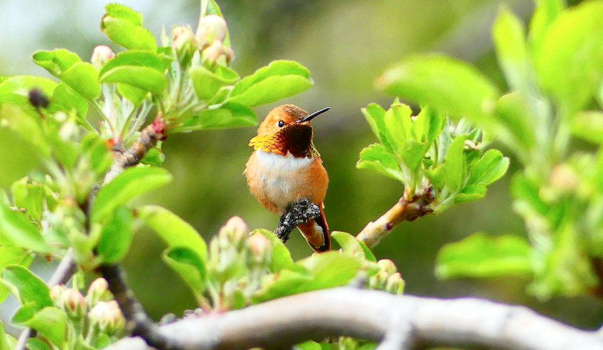 Rufous Hummingbird - N Jones