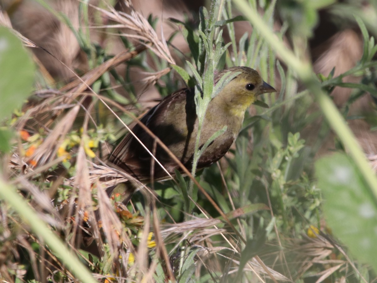 Lesser Goldfinch - Rachel Street