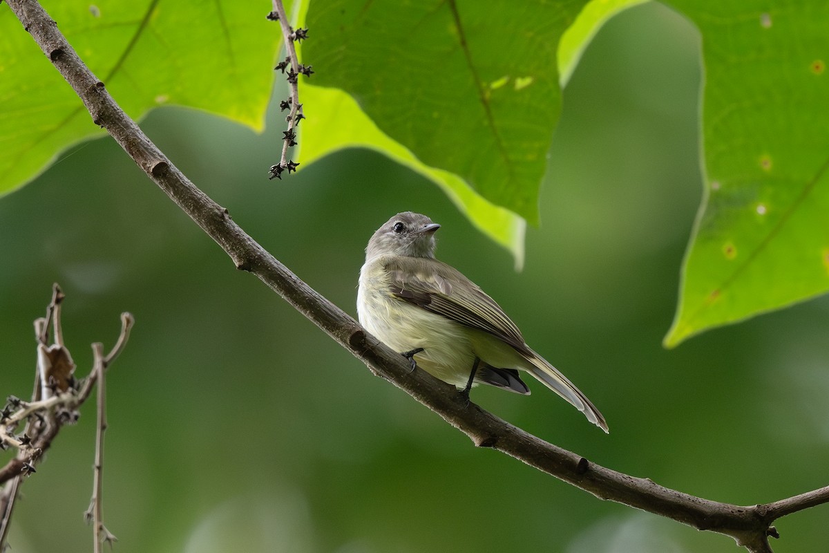 Greenish Elaenia - Steve Heinl