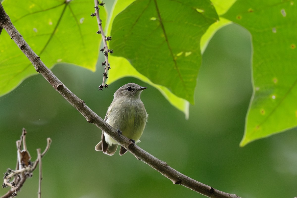 Greenish Elaenia - Steve Heinl