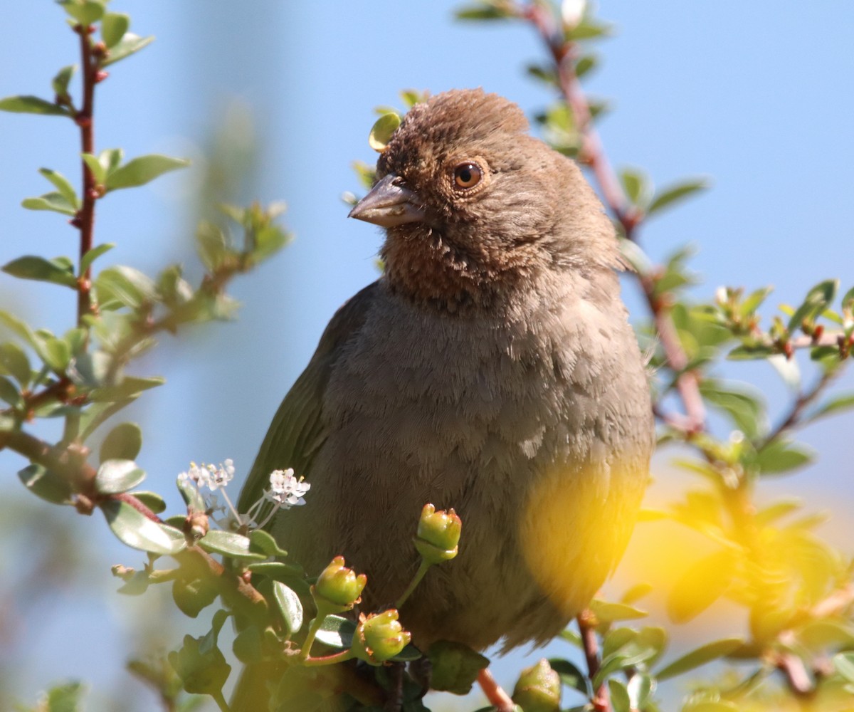 California Towhee - Rachel Street