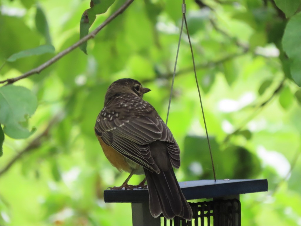 American Robin - Heidi Powers-Armstrong