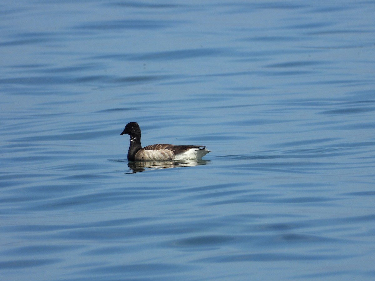 Brant - ML619659761