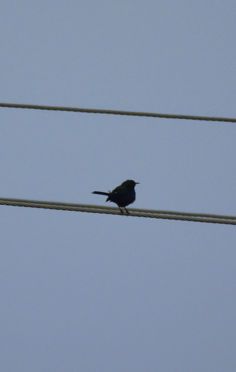 Indian Robin - Karthik Solanki