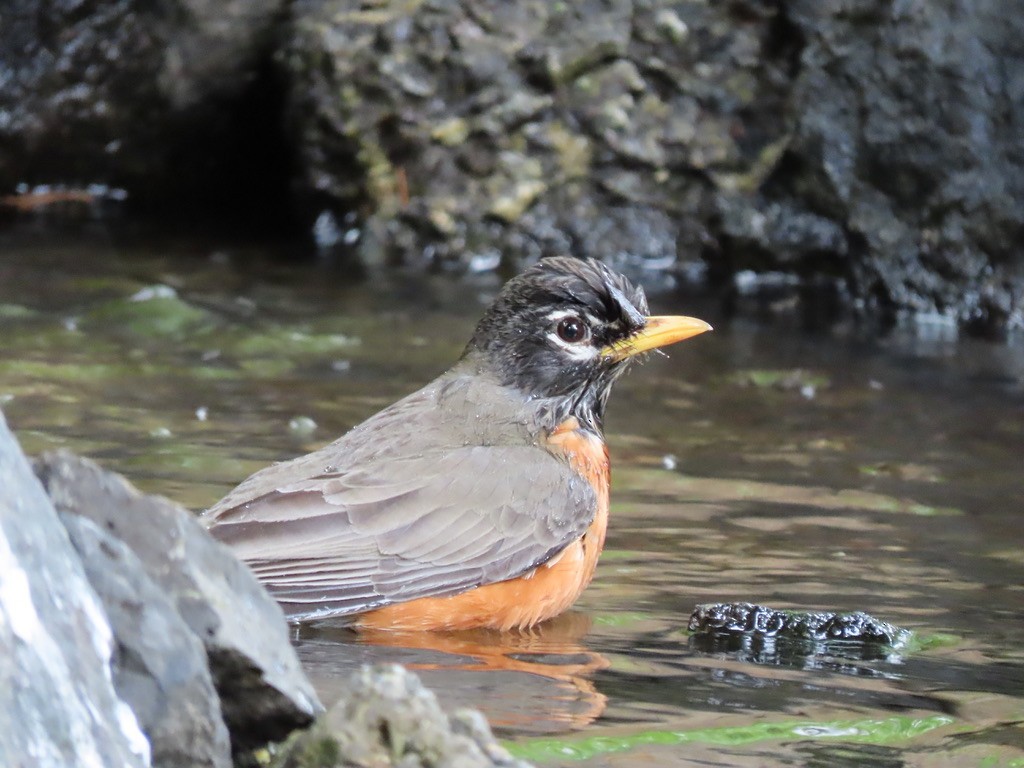 American Robin - Heidi Powers-Armstrong