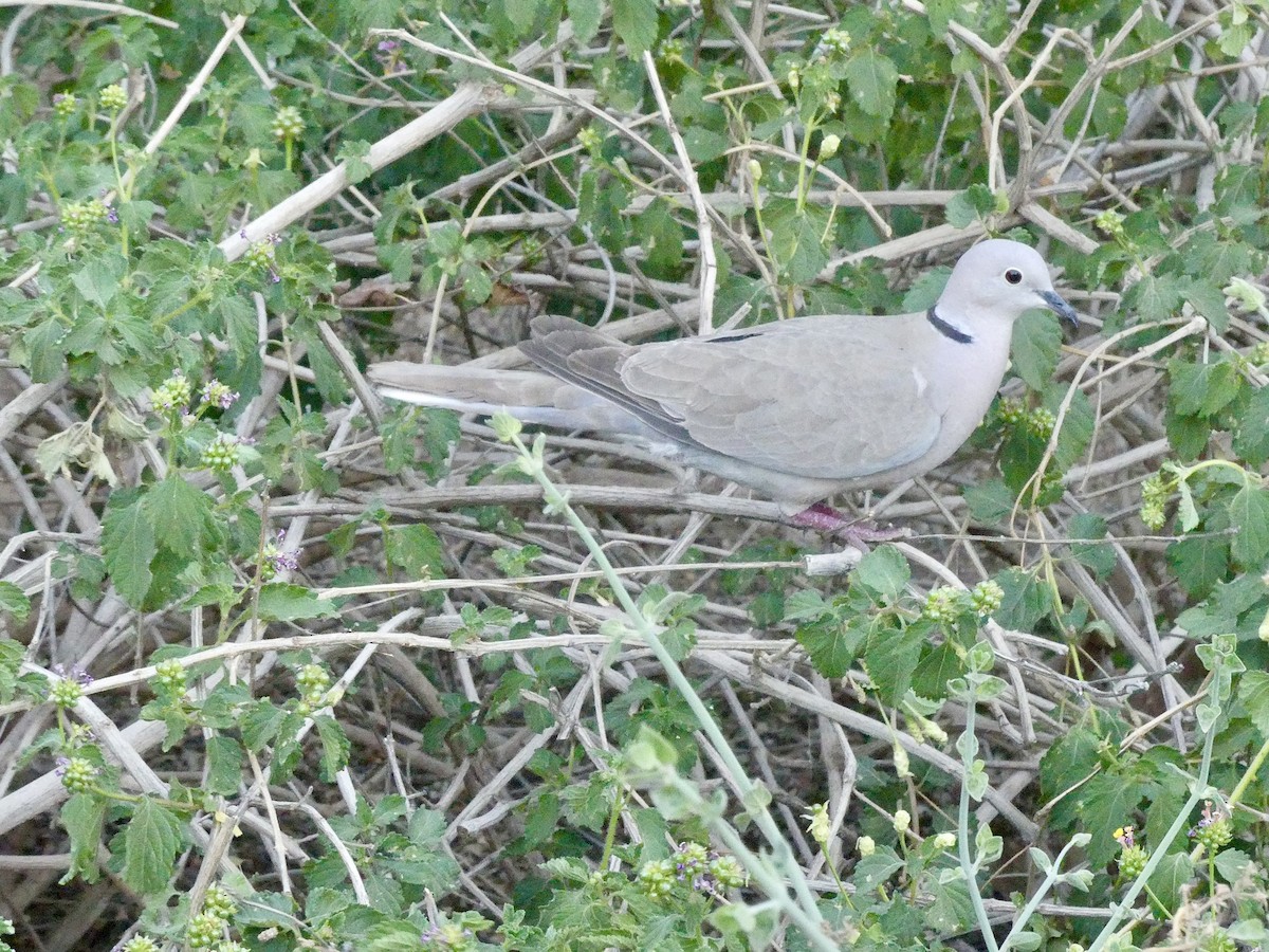 Eurasian Collared-Dove - Dennis Wolter