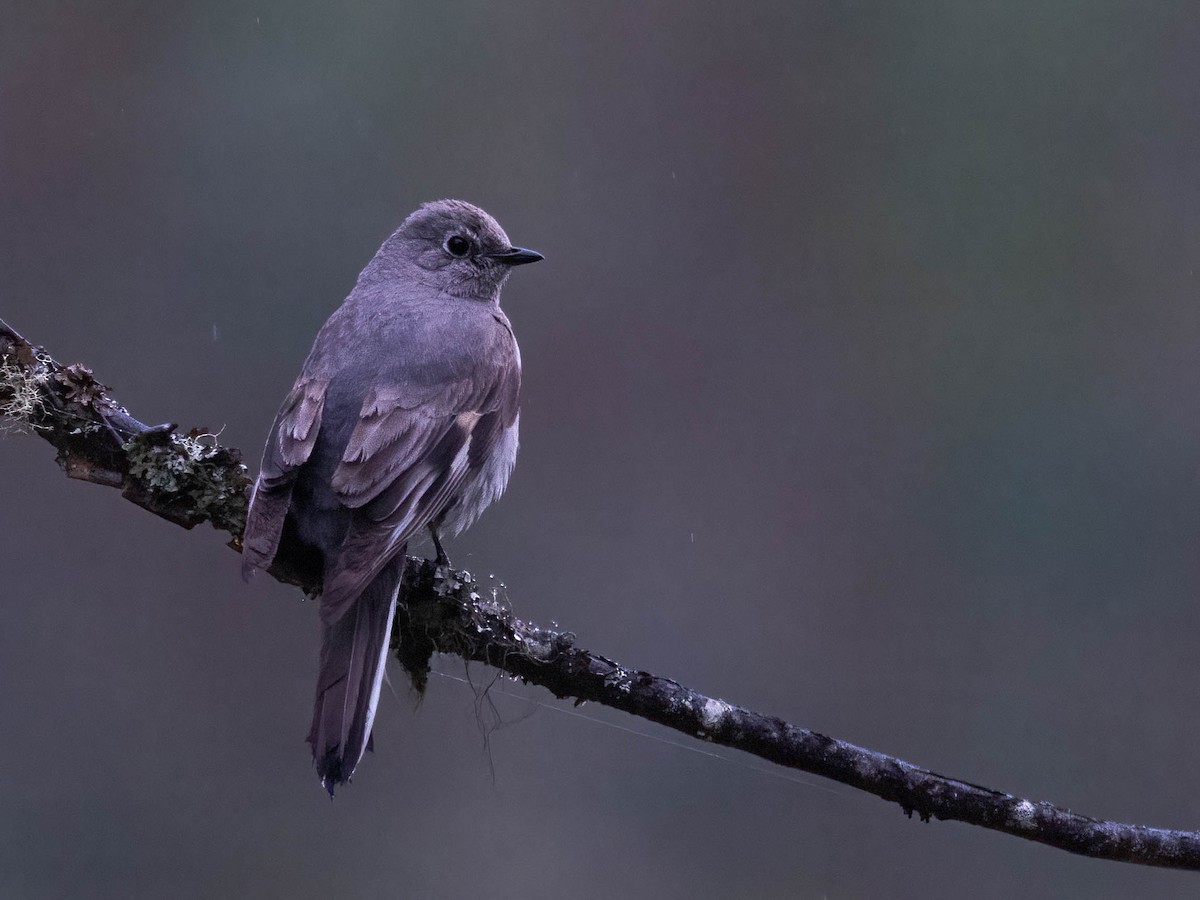 Townsend's Solitaire - Andy DeBroux