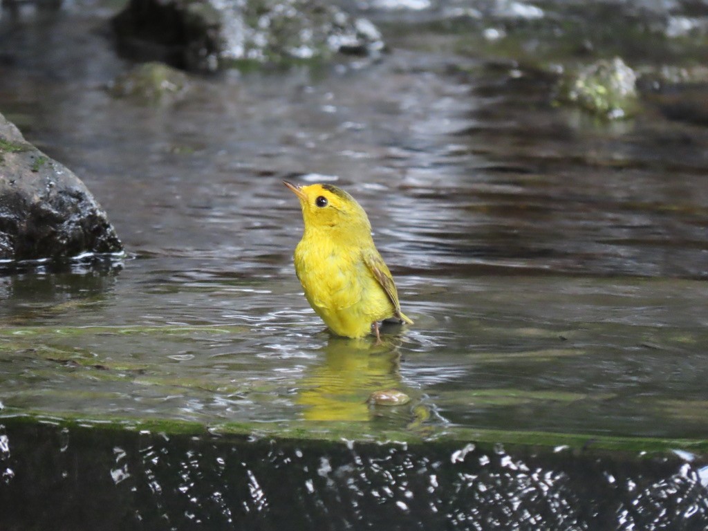 Wilson's Warbler - Heidi Powers-Armstrong