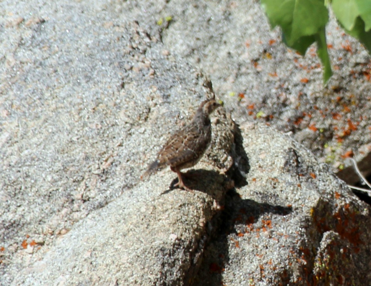 Mountain Quail - Ron Hirst