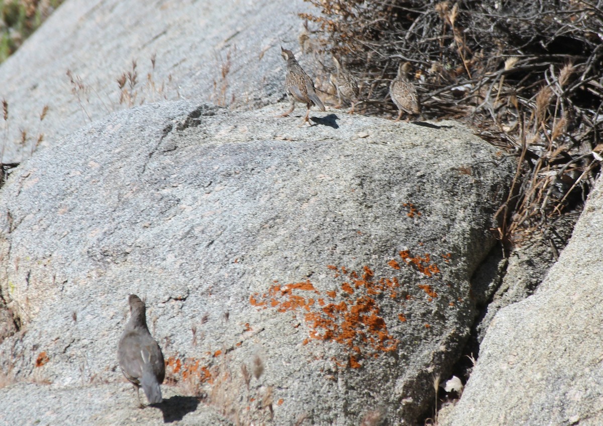 Mountain Quail - Ron Hirst