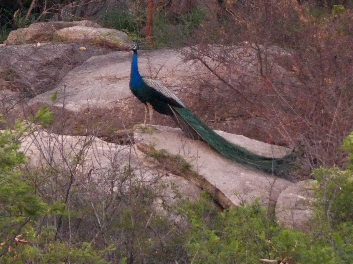 Indian Peafowl - Santharam V