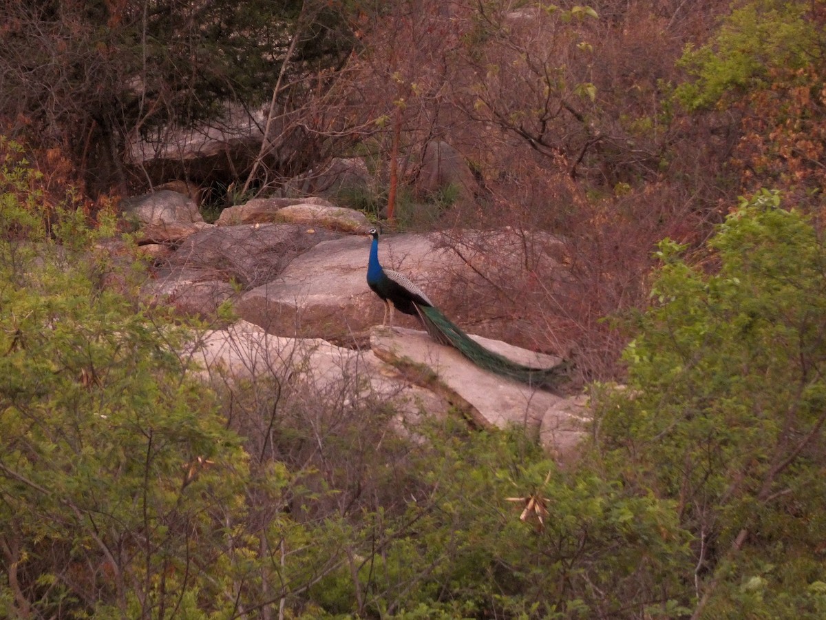 Indian Peafowl - Santharam V