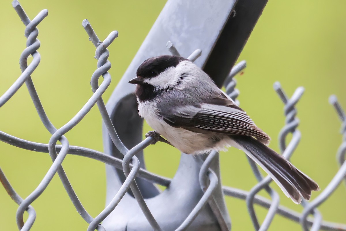 Black-capped Chickadee - ML619659797