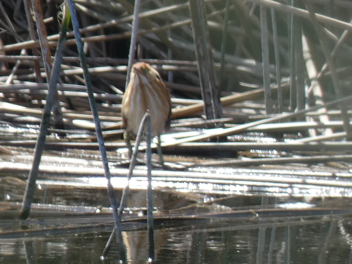 Least Bittern - Joseph Atkinson