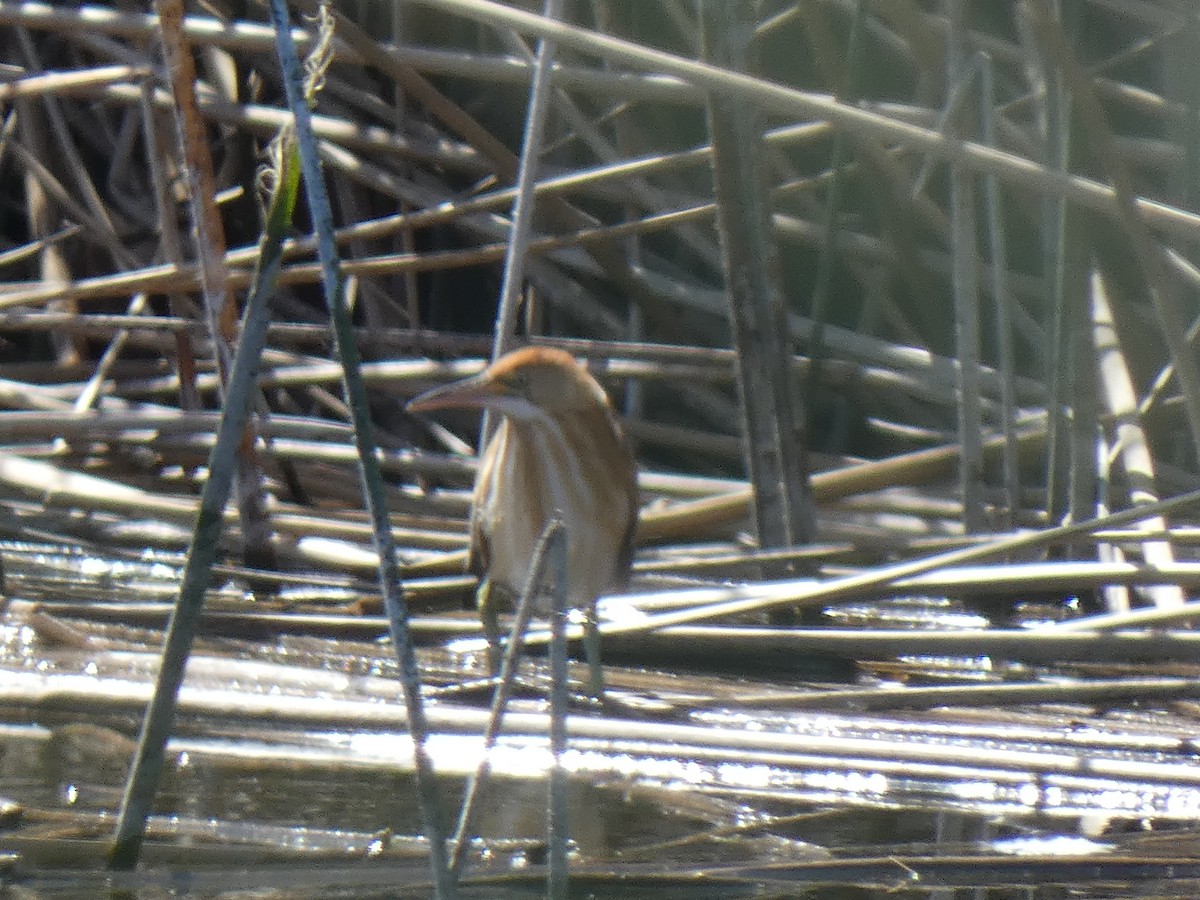 Least Bittern - Joseph Atkinson