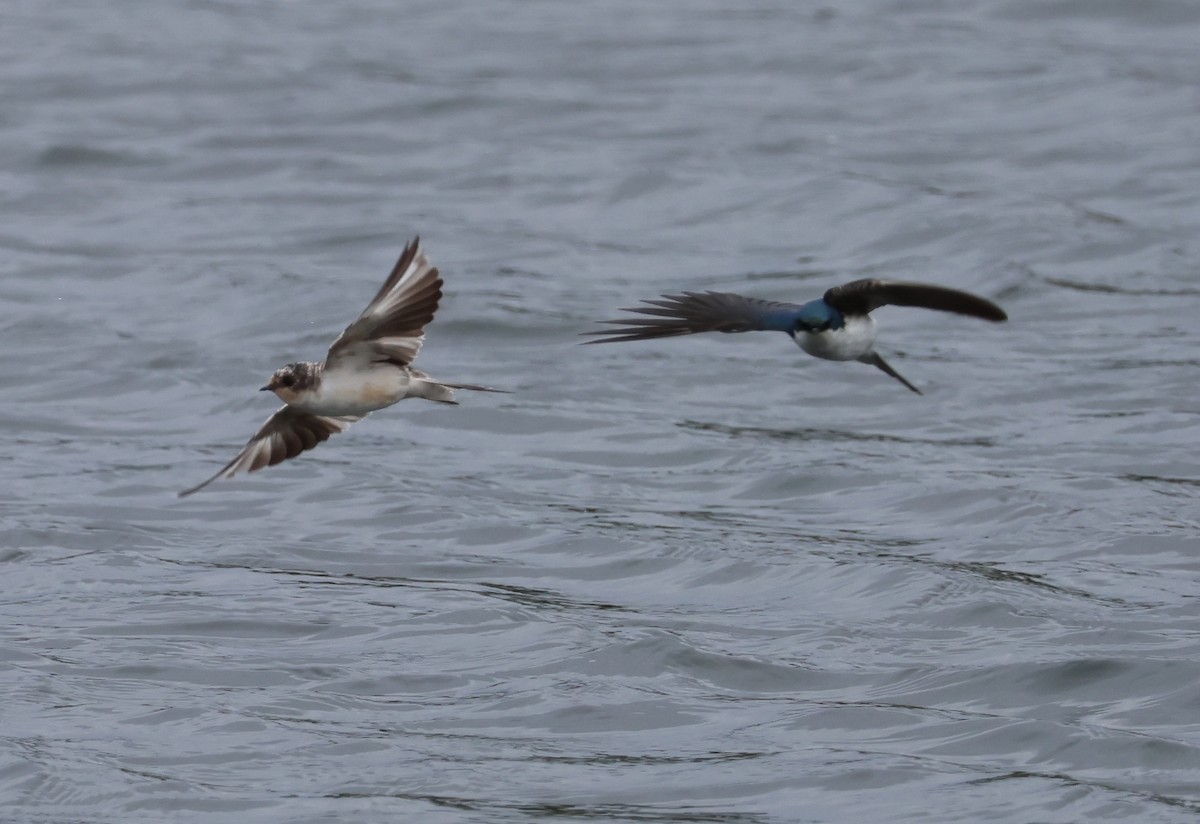 Tree Swallow - Jody  Wells