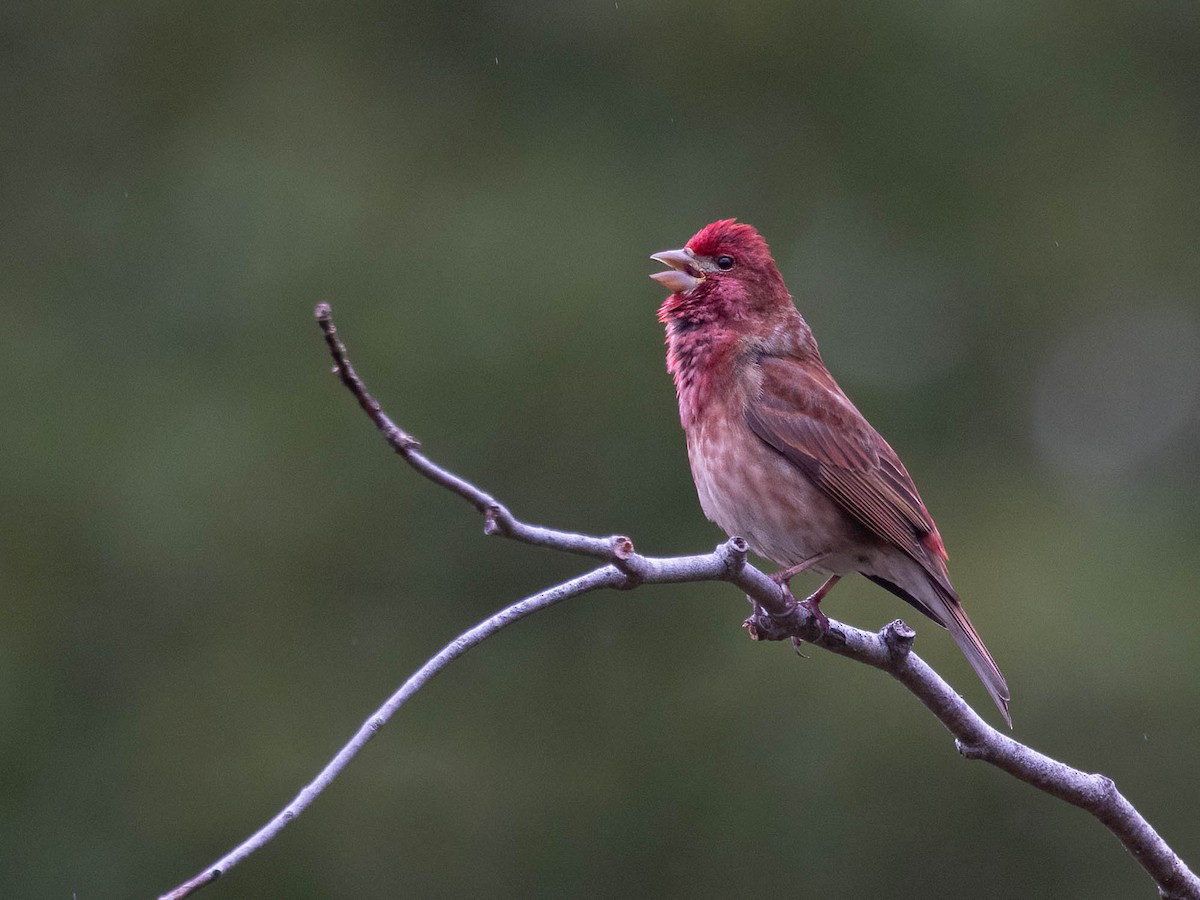 Purple Finch - Andy DeBroux