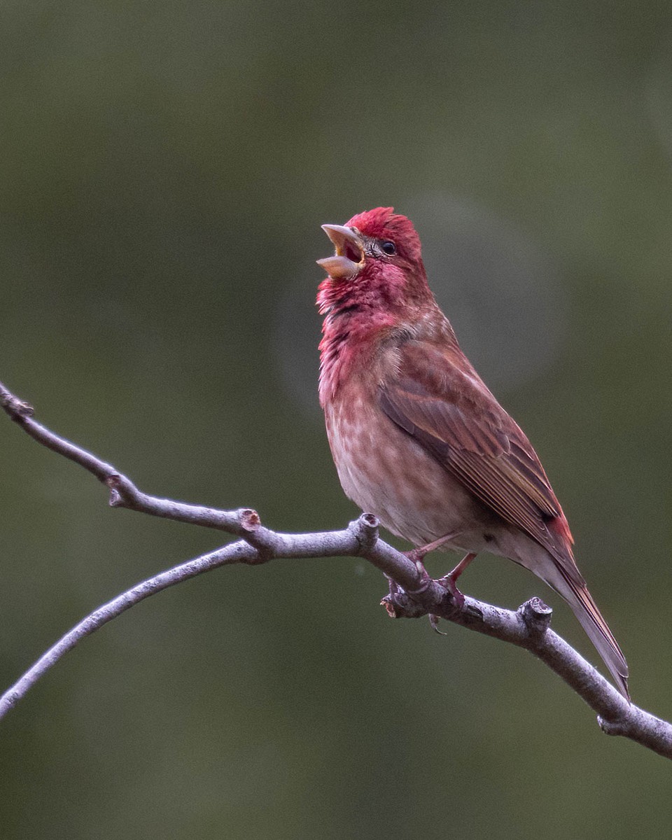 Purple Finch - Andy DeBroux