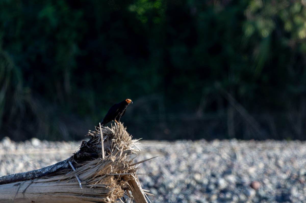 Black Caracara - David F. Belmonte