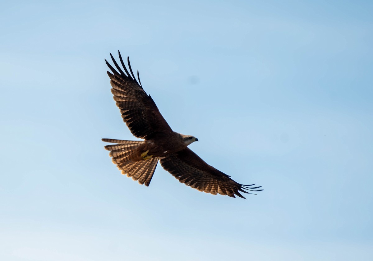 Black Kite - Gordon Arthur