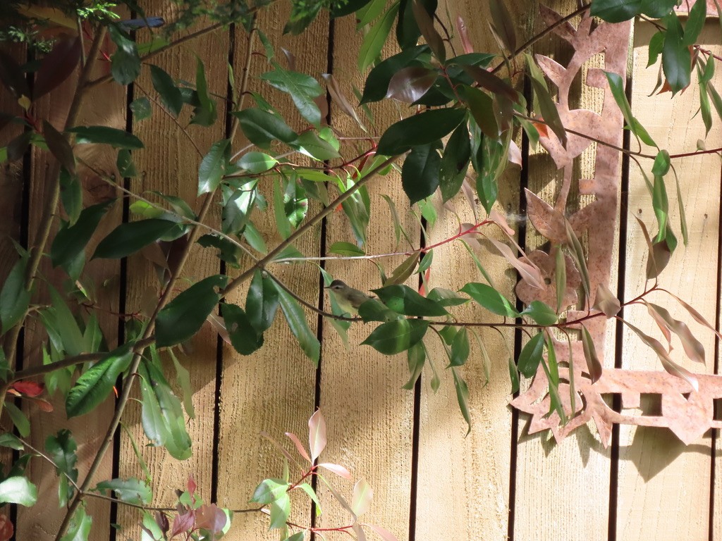 Warbling Vireo - Heidi Powers-Armstrong