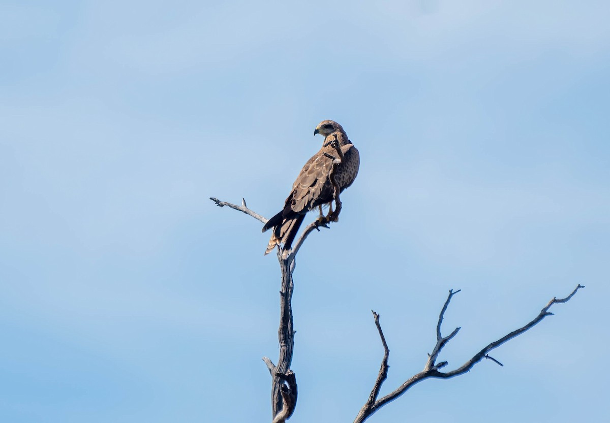 Black Kite - Gordon Arthur