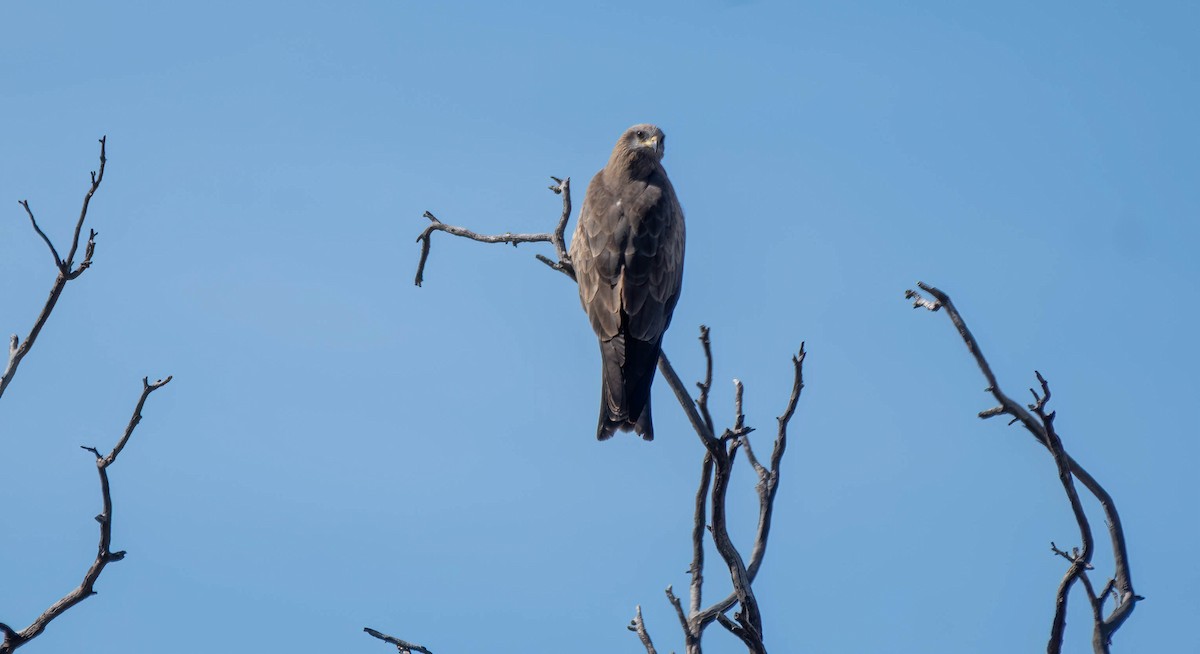 Black Kite - Gordon Arthur