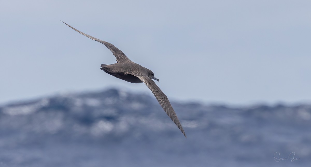 Sooty Shearwater - shannon emmel